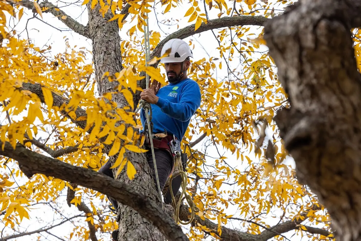 Skilled Tree Pruning crew working in Greenback